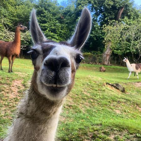 The Llama Farm France Saint-Cyr-Les-Champagnes Екстериор снимка