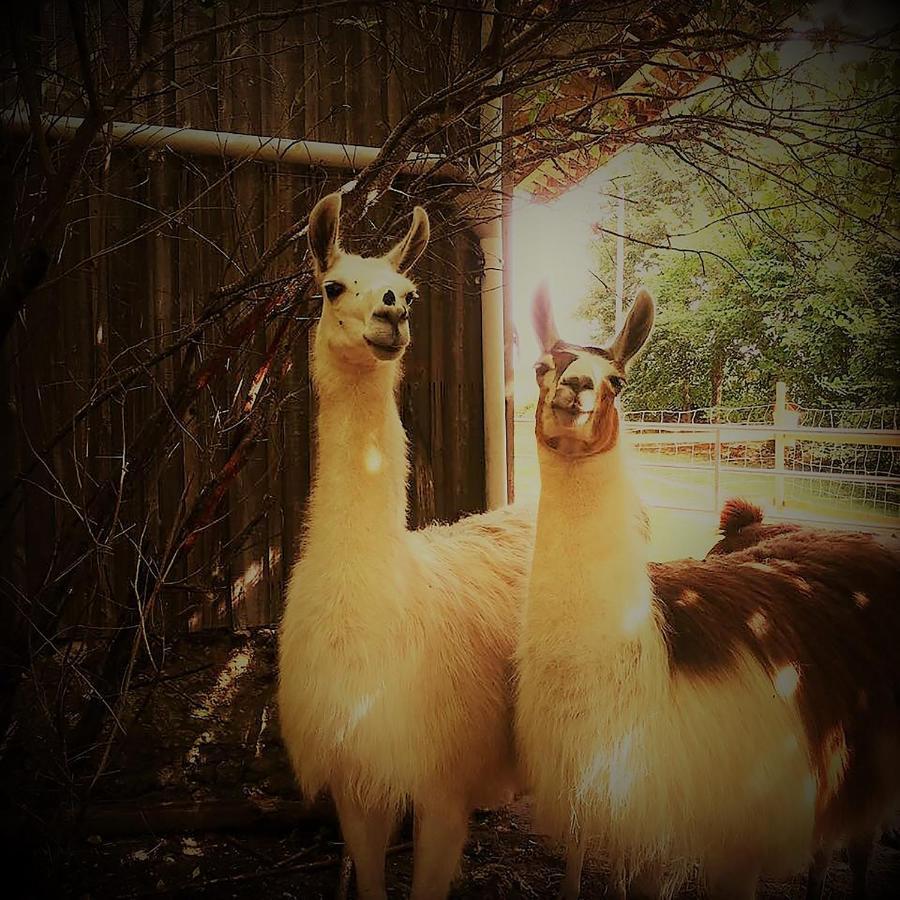 The Llama Farm France Saint-Cyr-Les-Champagnes Екстериор снимка