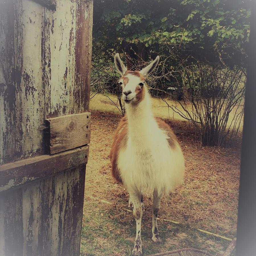 The Llama Farm France Saint-Cyr-Les-Champagnes Екстериор снимка