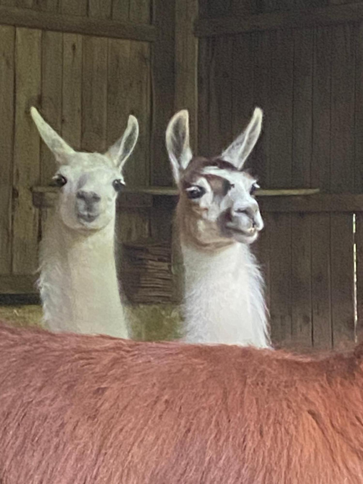The Llama Farm France Saint-Cyr-Les-Champagnes Екстериор снимка