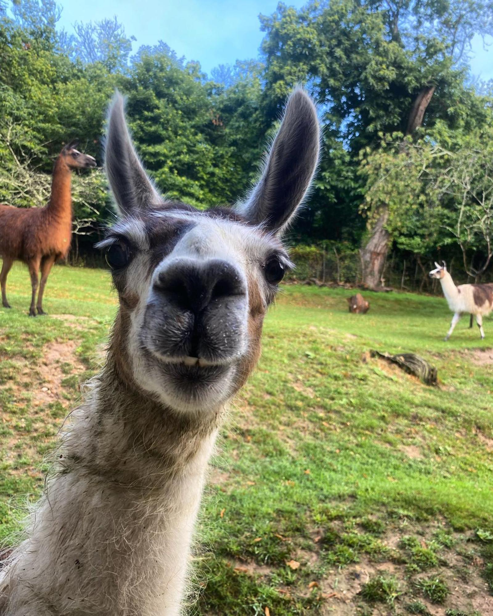 The Llama Farm France Saint-Cyr-Les-Champagnes Екстериор снимка