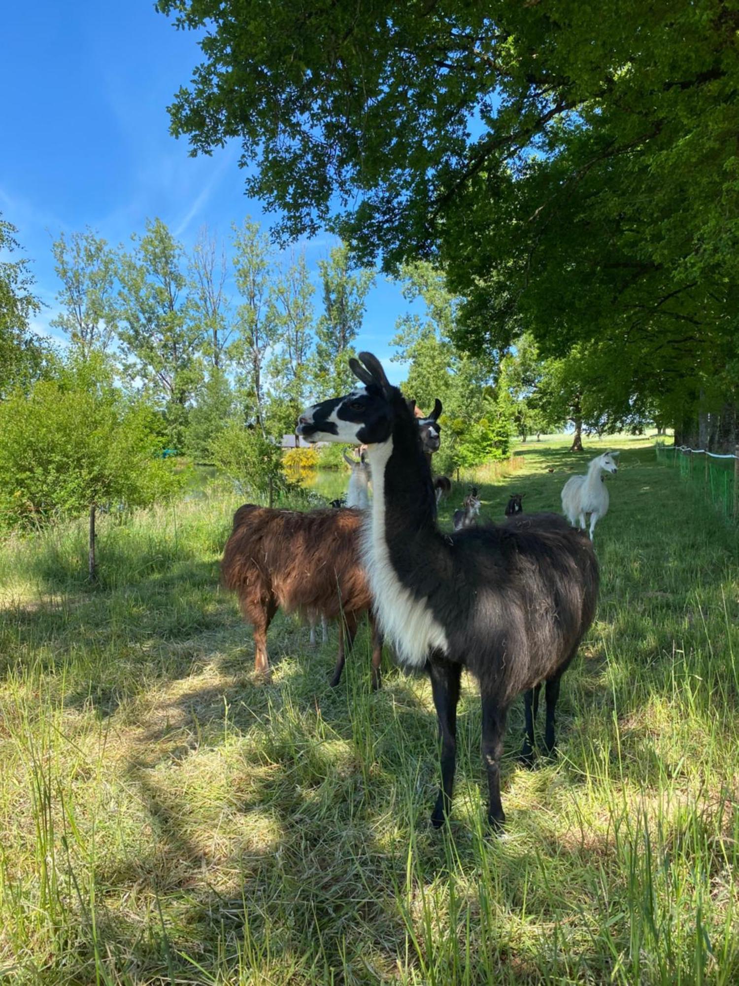 The Llama Farm France Saint-Cyr-Les-Champagnes Екстериор снимка