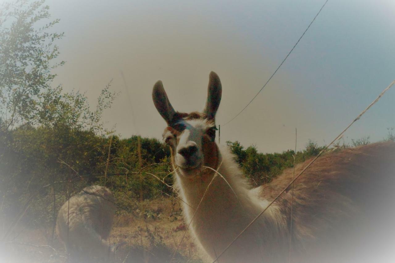 The Llama Farm France Saint-Cyr-Les-Champagnes Екстериор снимка