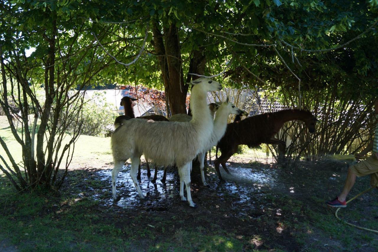 The Llama Farm France Saint-Cyr-Les-Champagnes Екстериор снимка
