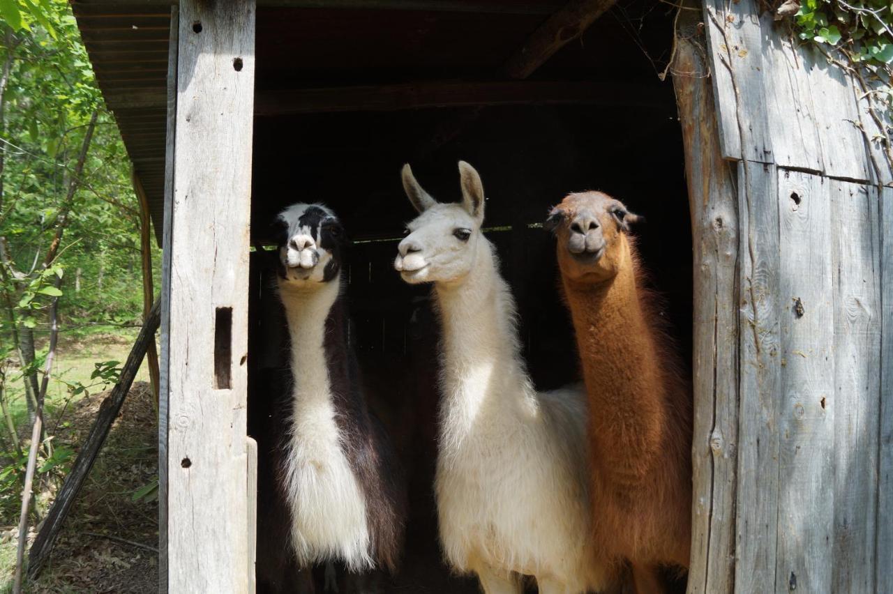 The Llama Farm France Saint-Cyr-Les-Champagnes Екстериор снимка